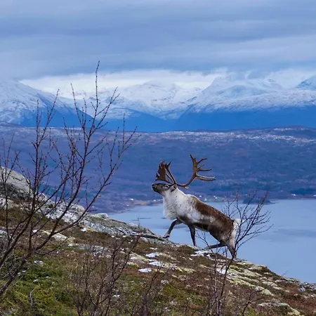 Tjeldoya Slott Pensionat *